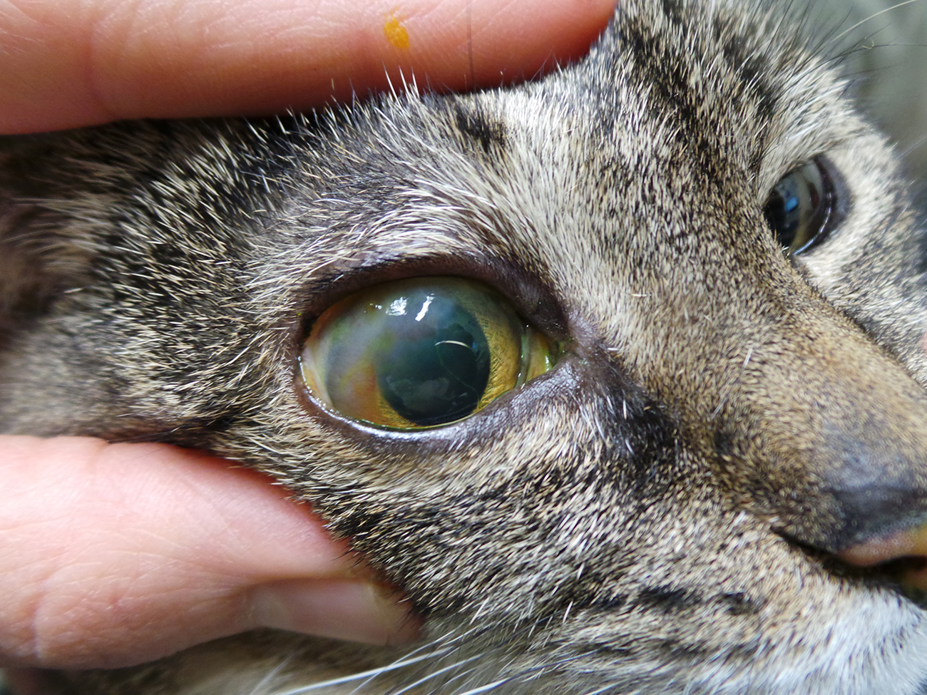 Giardia macskák otthoni kezelése
