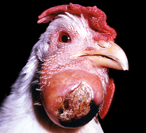 csirkék helminthiasis tünetei és kezelése